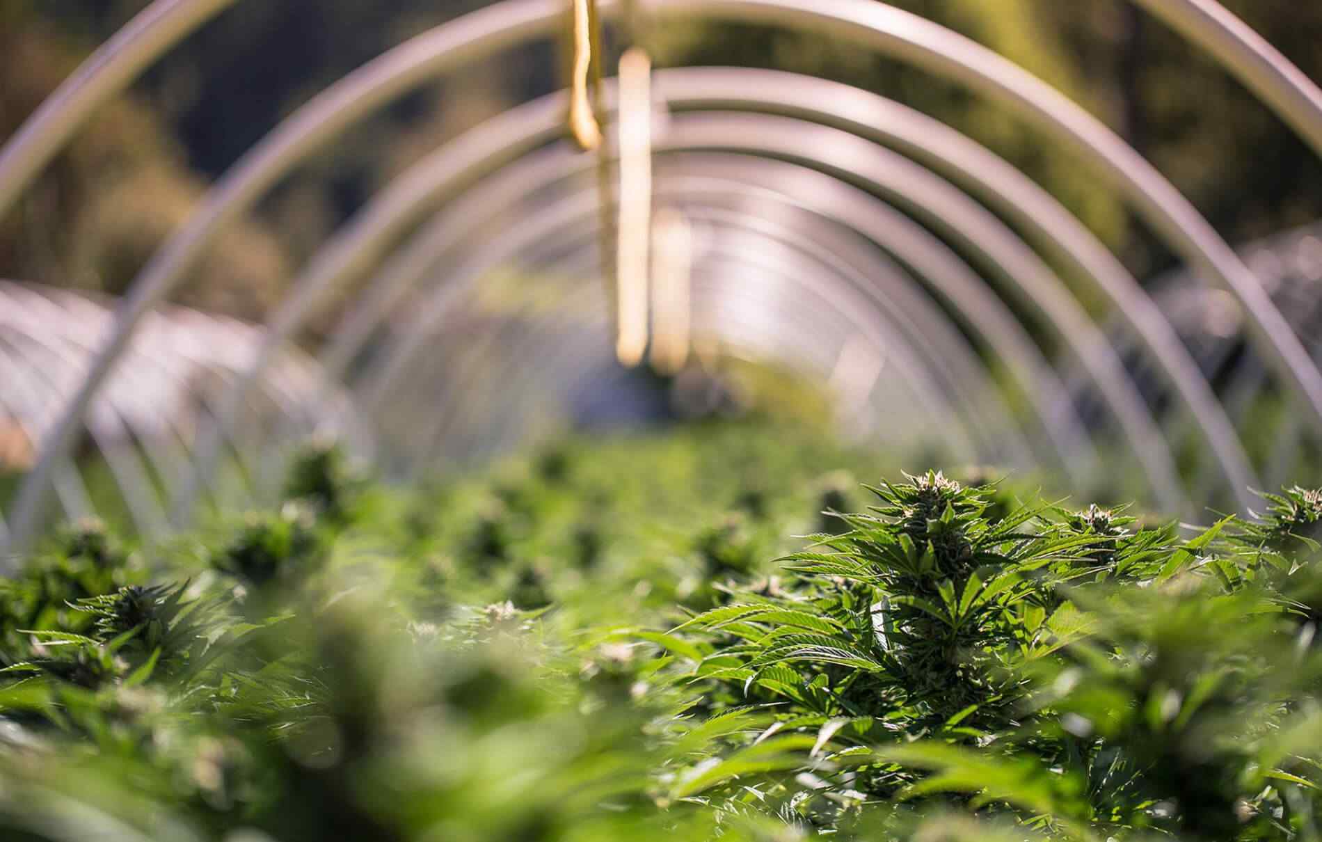 https://cannadopedc.com/wp-content/uploads/2018/12/inner_service_04.jpg