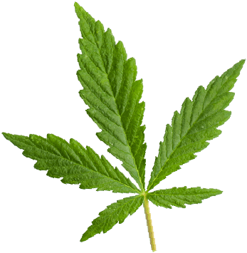 https://cannadopedc.com/wp-content/uploads/2018/12/marijuana_leaf.png