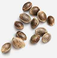 https://cannadopedc.com/wp-content/uploads/2018/12/marijuana_seeds.jpg