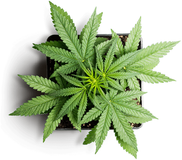 https://cannadopedc.com/wp-content/uploads/2019/01/slider_marijuana_01.png