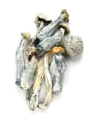 ALBINO_SHROOMS_2-768x768-1-1.jpg 1gms Albino Avery Magic Mushrooms – A Potent Psilocybin Experience