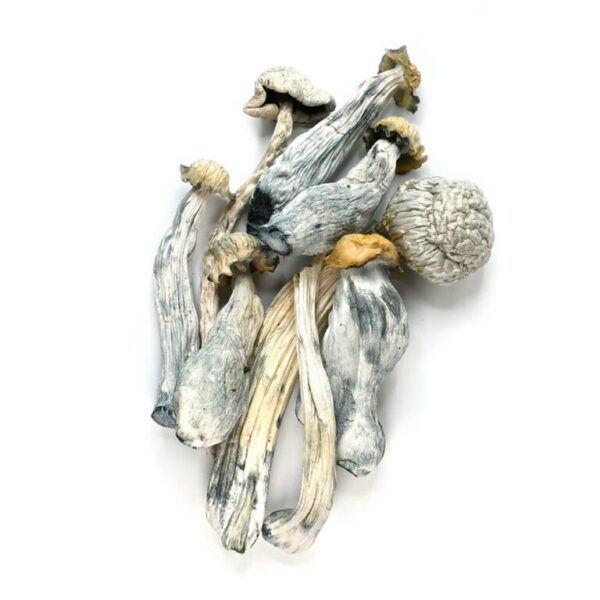 1gms Albino Avery Magic Mushrooms – A Potent Psilocybin Experience