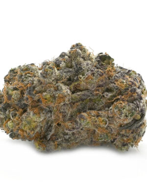 Animal Tsunami – Thunder Buddies