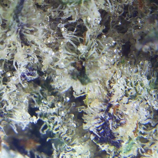 Alien Breath by Thunder Buddies – A Potent Hybrid Cannabis Strain