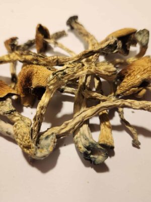Amazonian Magic Mushrooms 5g