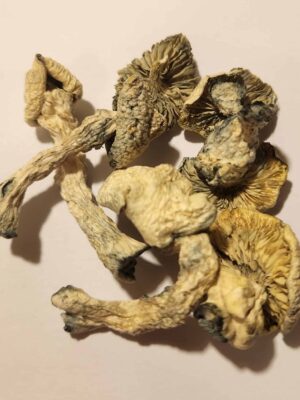 Avery Albino Mushrooms 5g