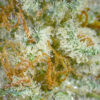 3.5GMs Beach Crasher – Indica-Dominant Hybrid Kush Strain