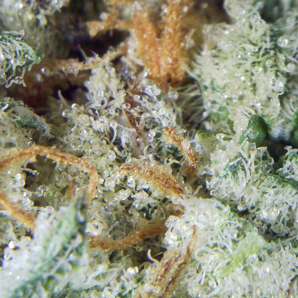 CB_MACRO-1.jpg 3.5gms Cactus Breath: A Potent Hybrid Strain for Cannabis Enthusiasts