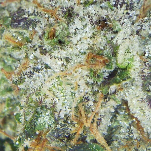 7GMS El Chapo (AAA) Strain