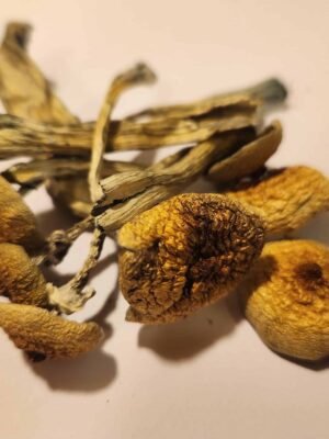 Golden Teacher Mushroom 5g