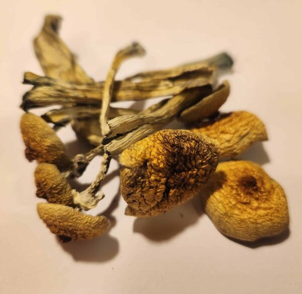 Golden Teacher Mushroom 5g