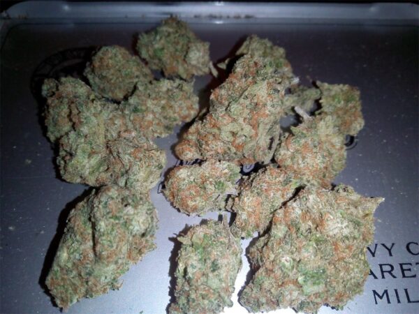 1oz (28g) Great White Shark