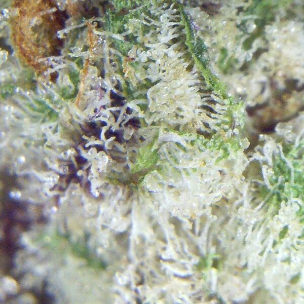 PAVe_5A_MACRO.jpg 28gms Pavé Kush Strain (Indica Dominant Hybrid – 70% Indica / 30% Sativa): A Premium Cannabis Experience