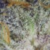 7gms Peanut Butter Mac: A Flavorful and Potent Cannabis Strain