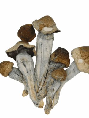 Penis Envy: The Premium Magic Mushroom for Mind Expansion