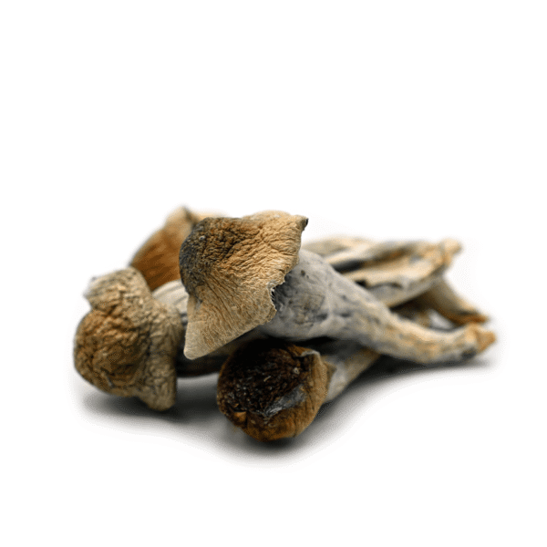 Penis Envy: The Premium Magic Mushroom for Mind Expansion