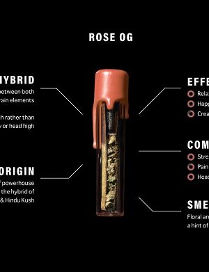Rose OG: A Premium Cannabis Strain with Potent Effects and Rich Aroma