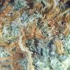 SUNDAE_DRIVER_MACRO.jpg 7 gms Sundae Driver Strain – A Smooth and Sweet Cannabis Experience
