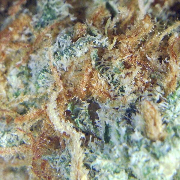 SUNDAE_DRIVER_MACRO.jpg 7 gms Sundae Driver Strain – A Smooth and Sweet Cannabis Experience