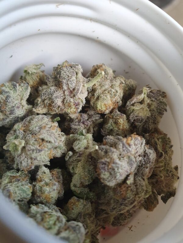 One OZ Candy Pavé (Exotic) Marijuana Strain – A Premium Hybrid Experience