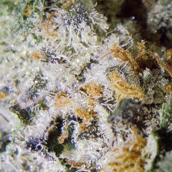 cream-caramel-2a-macro.jpg 3.5gms Cream Caramel: The Ultimate Indulgence in Cannabis Flavor and Effects