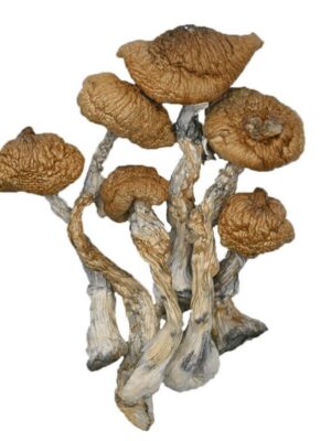 3.5GMs Blue Meanie Magic Mushrooms