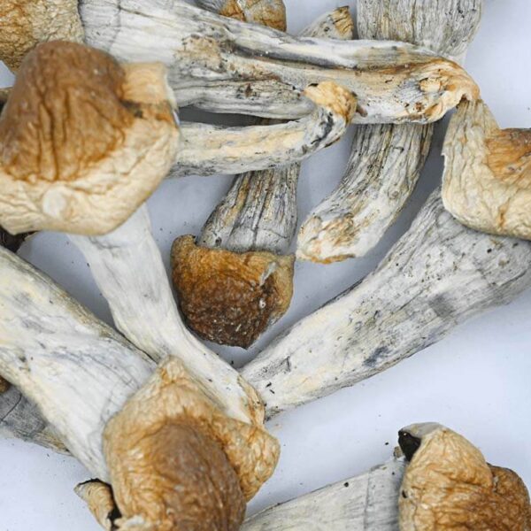 Penis Envy: The Premium Magic Mushroom for Mind Expansion