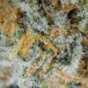 7gms Purple Nuken – A Potent Indica-Dominant Hybrid