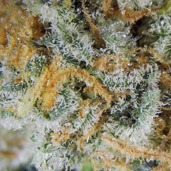 7gms Purple Nuken – A Potent Indica-Dominant Hybrid